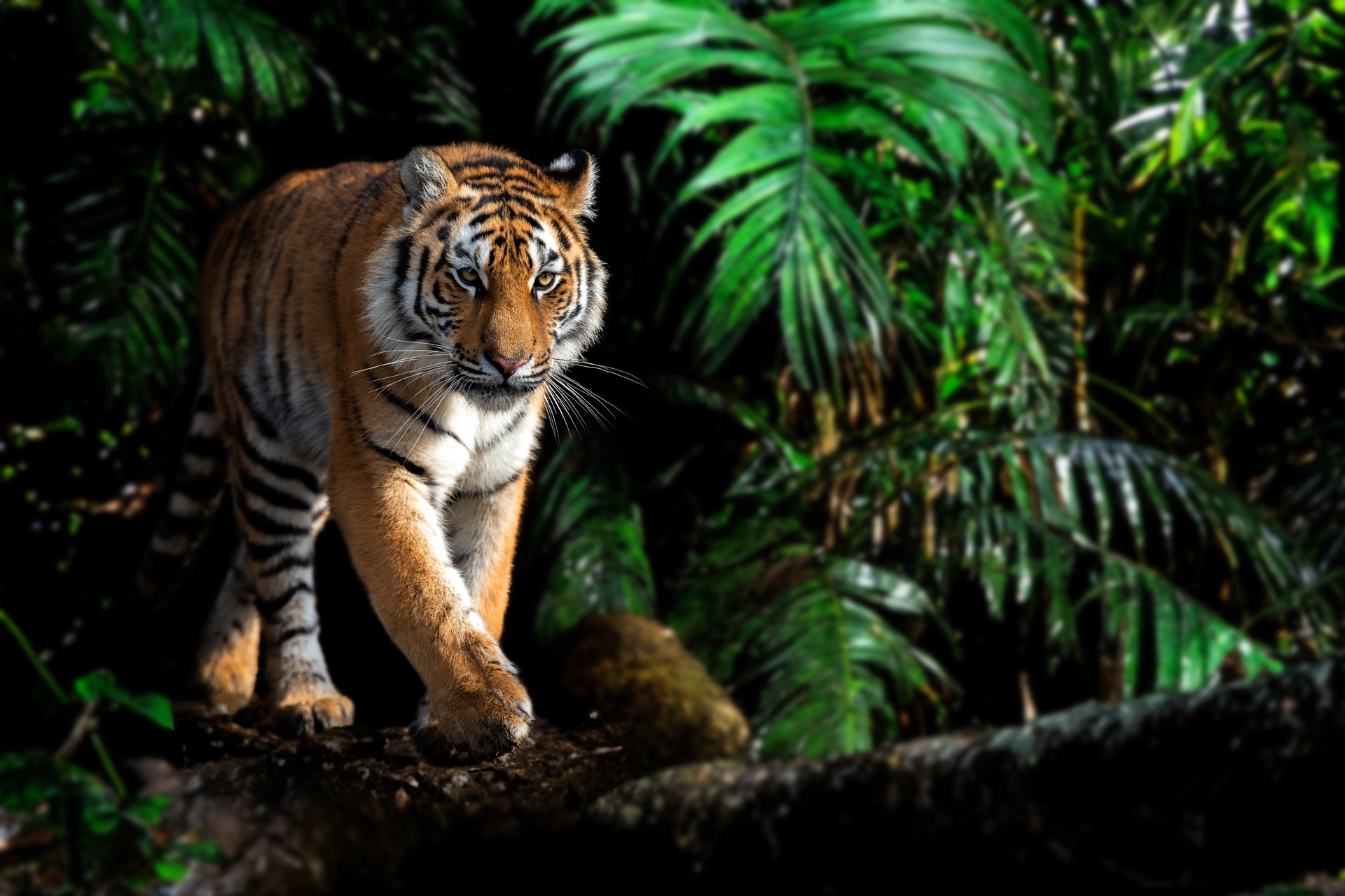 Tadoba Tiger reserve