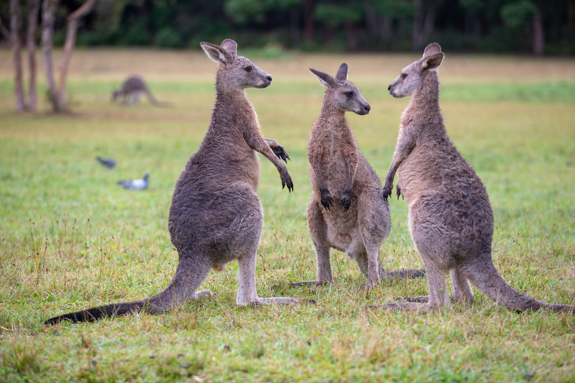 Kangaroos