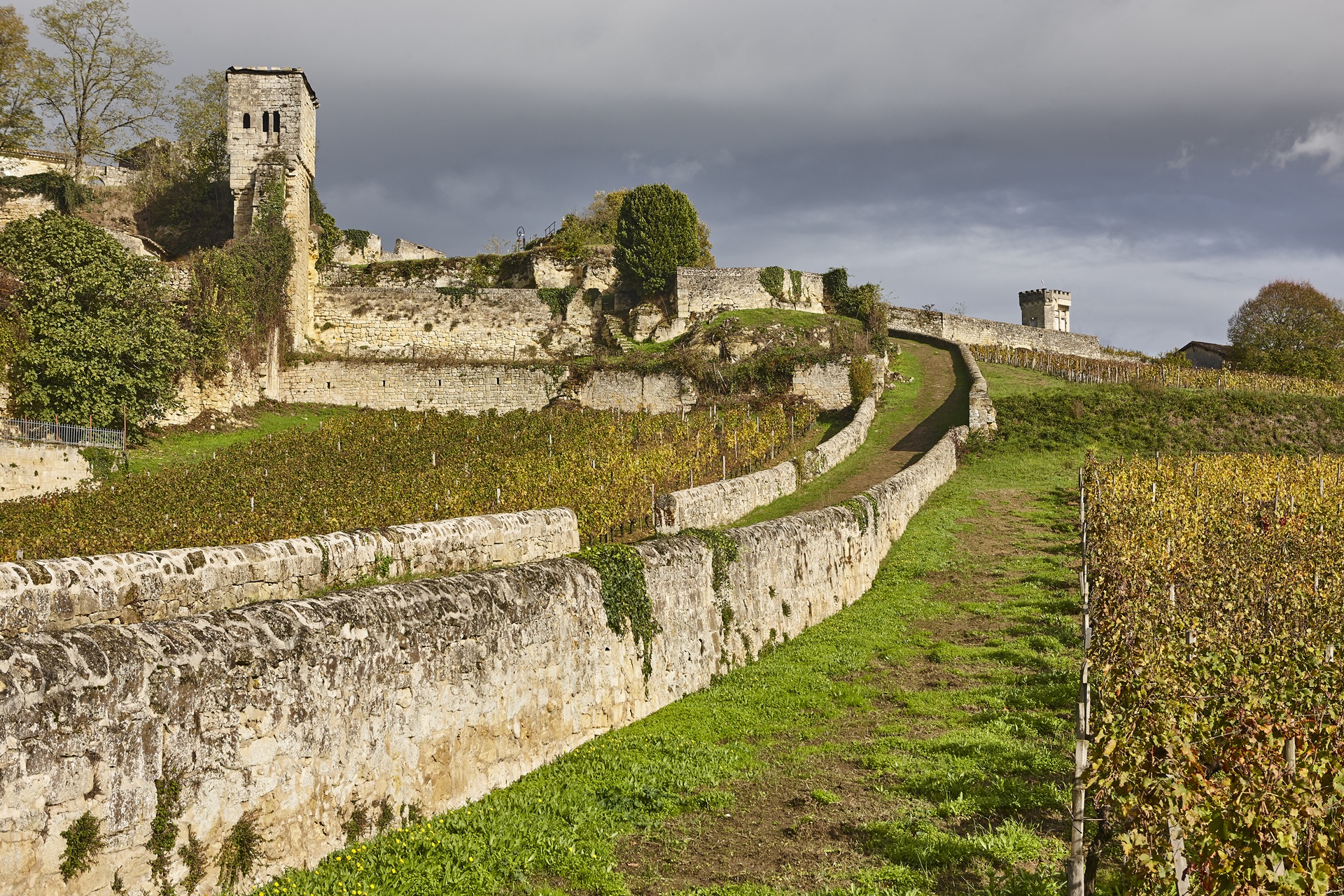 Saint Emilion Vineyards in autumn