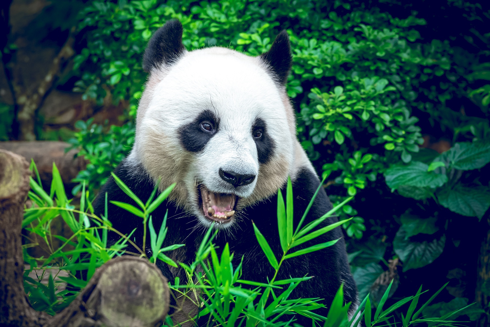 Panda