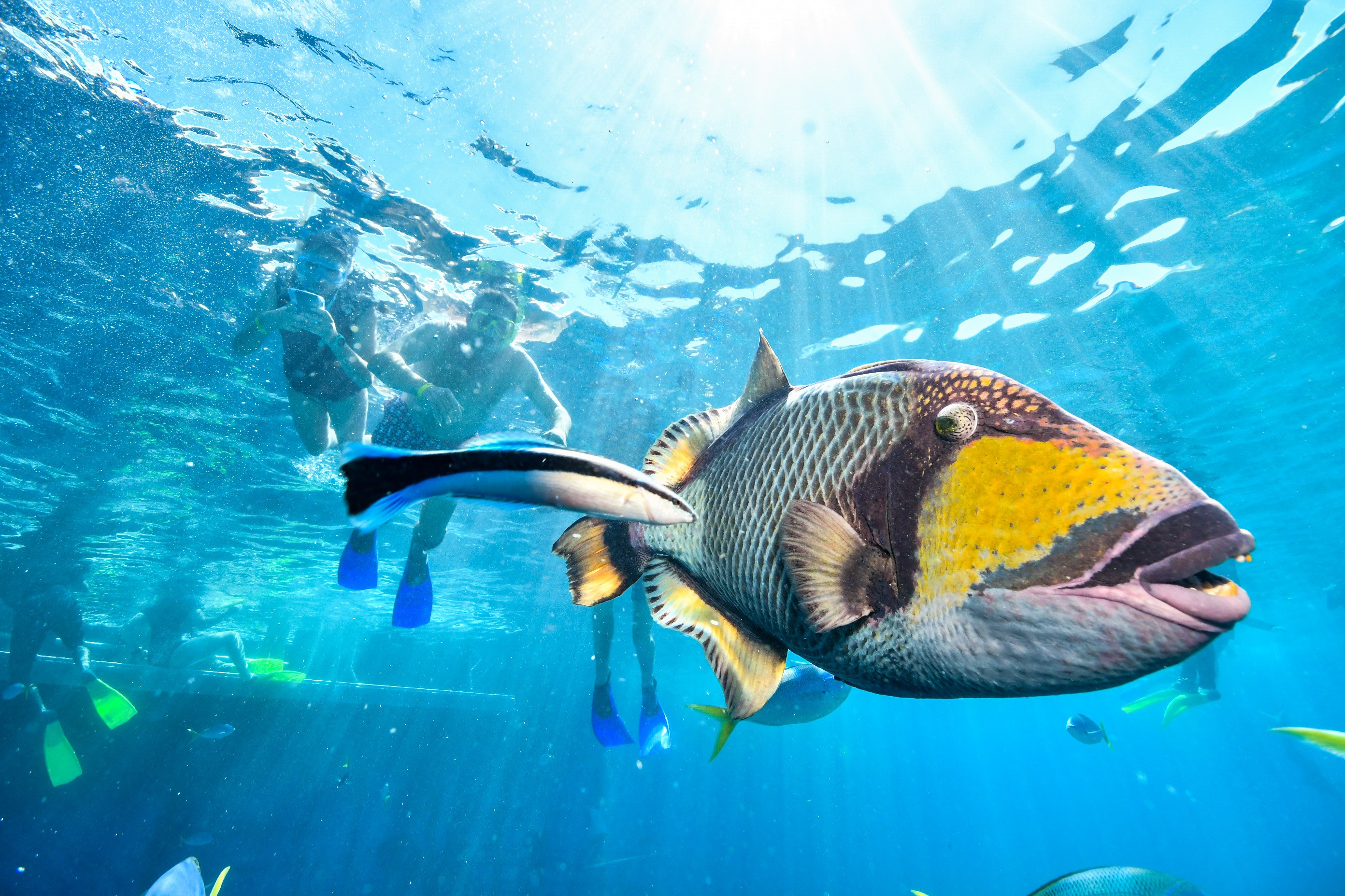 Exotic Fish
