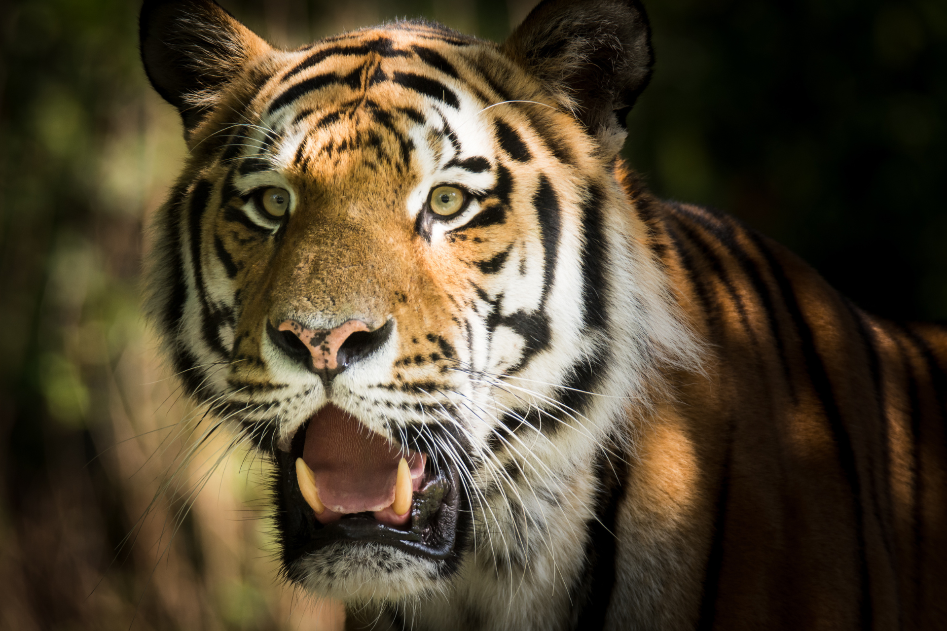 Indian Tiger in Ranthambore