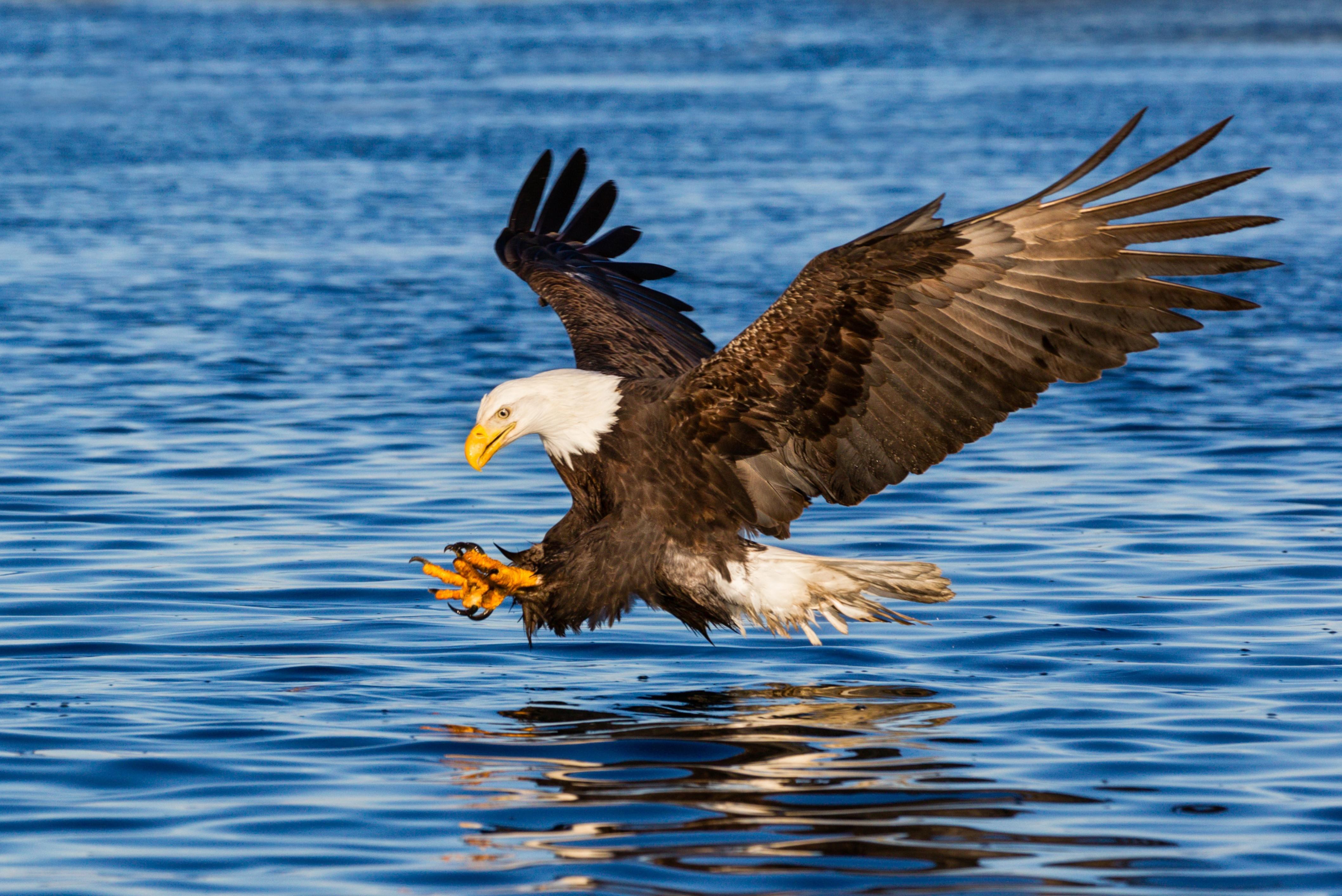 Golden Eagle swooping across the water
