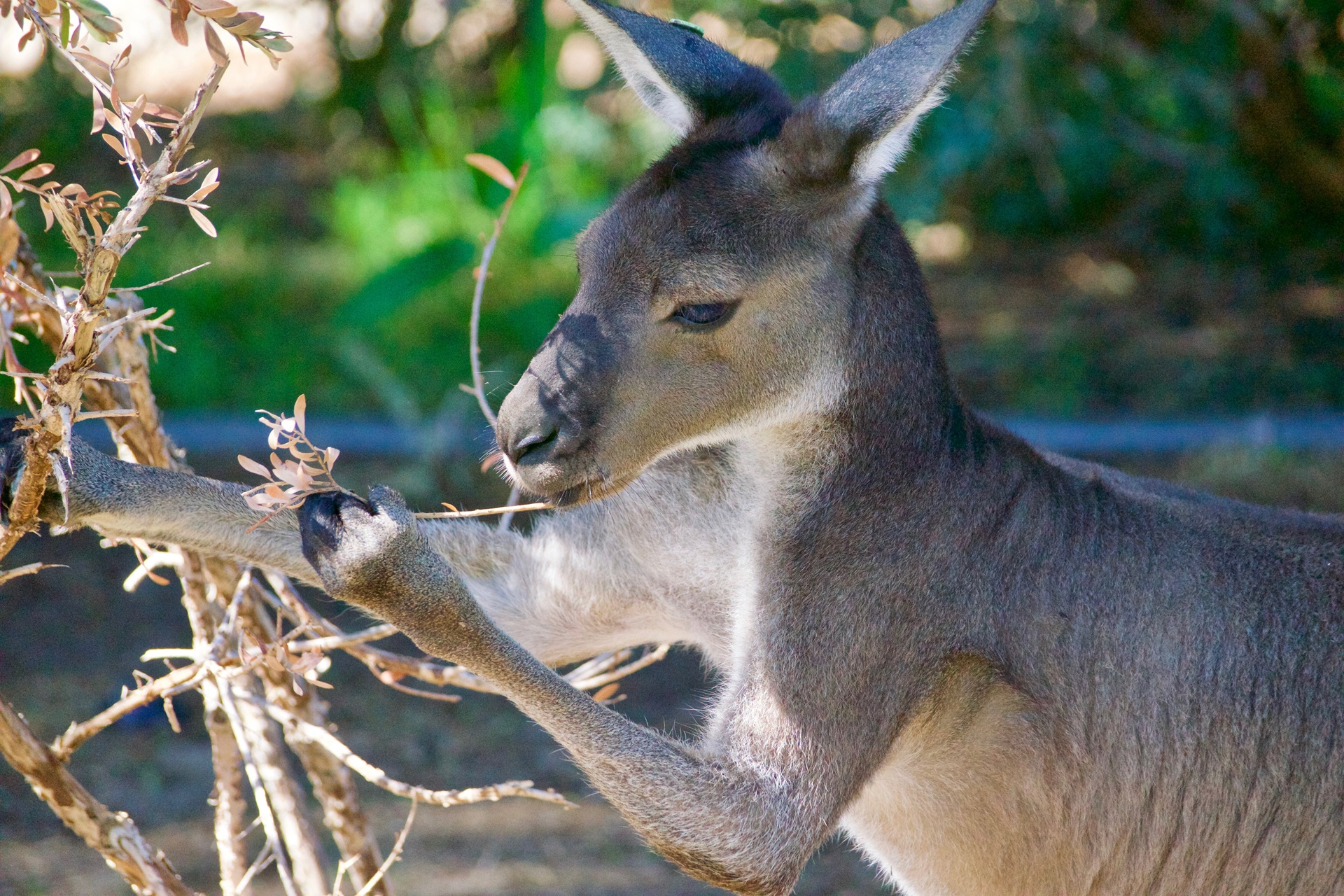 Kangaroo  eating leaves