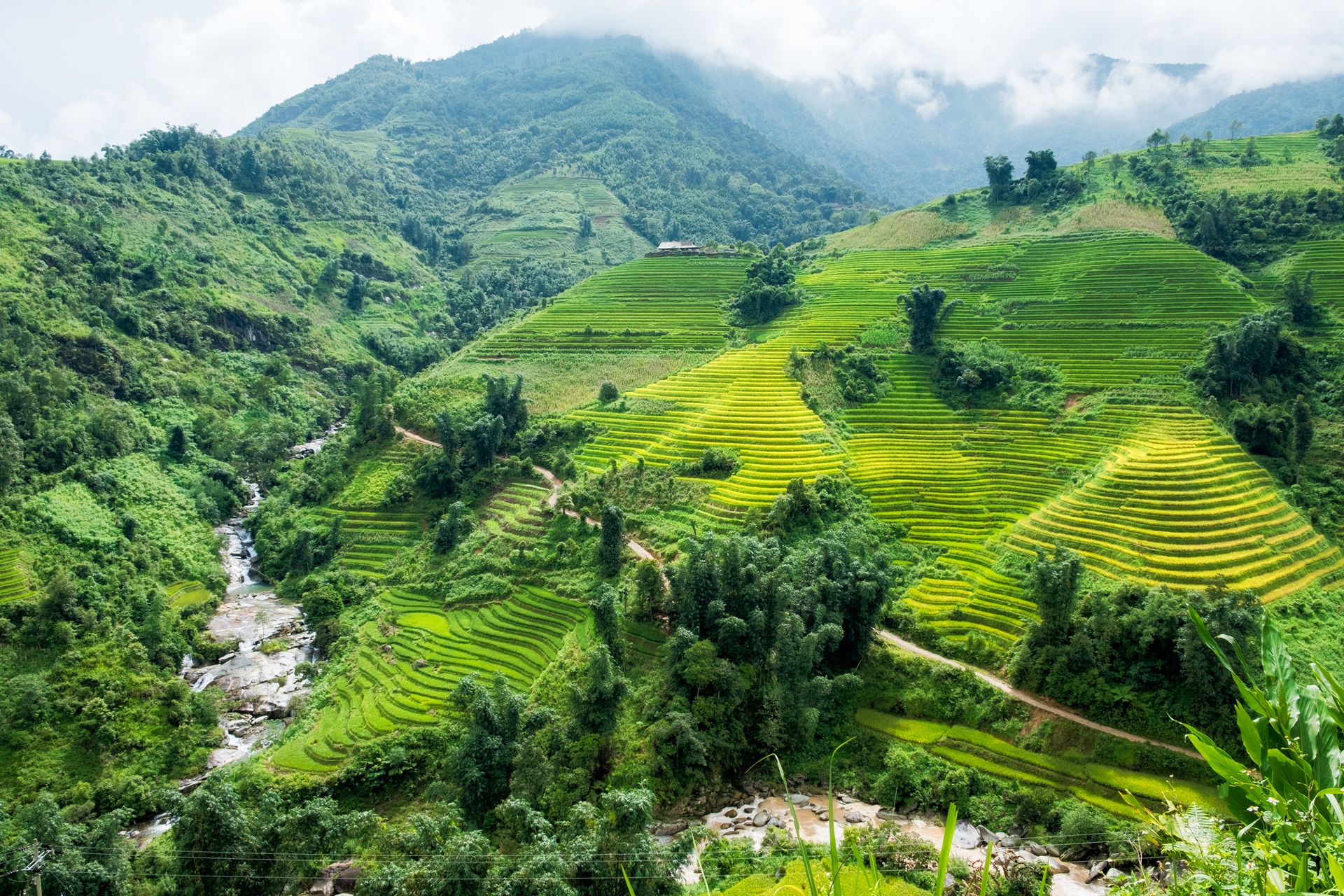 Sa Pa terraced rice paddies