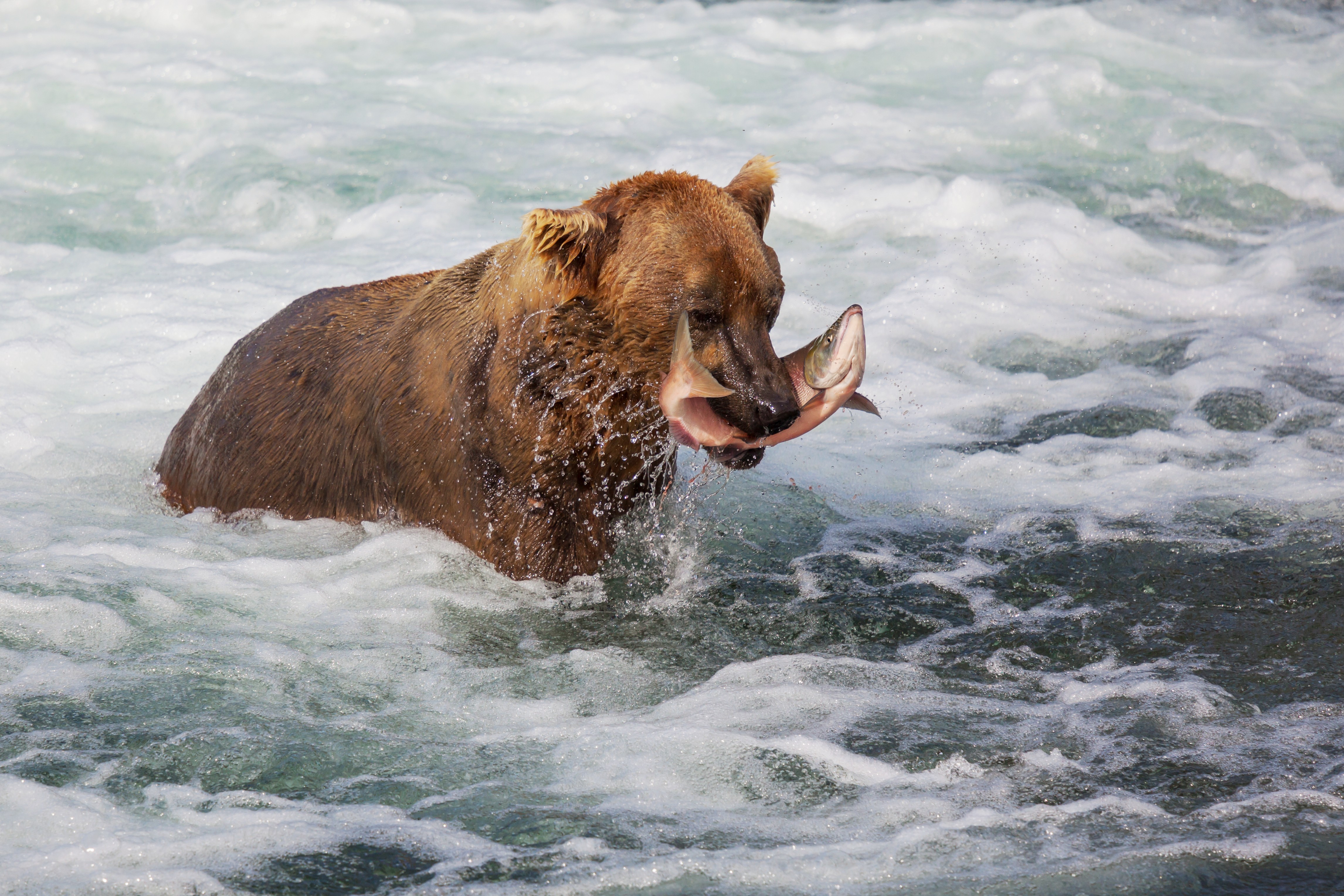 Alaskan Bear fishing for Salmon