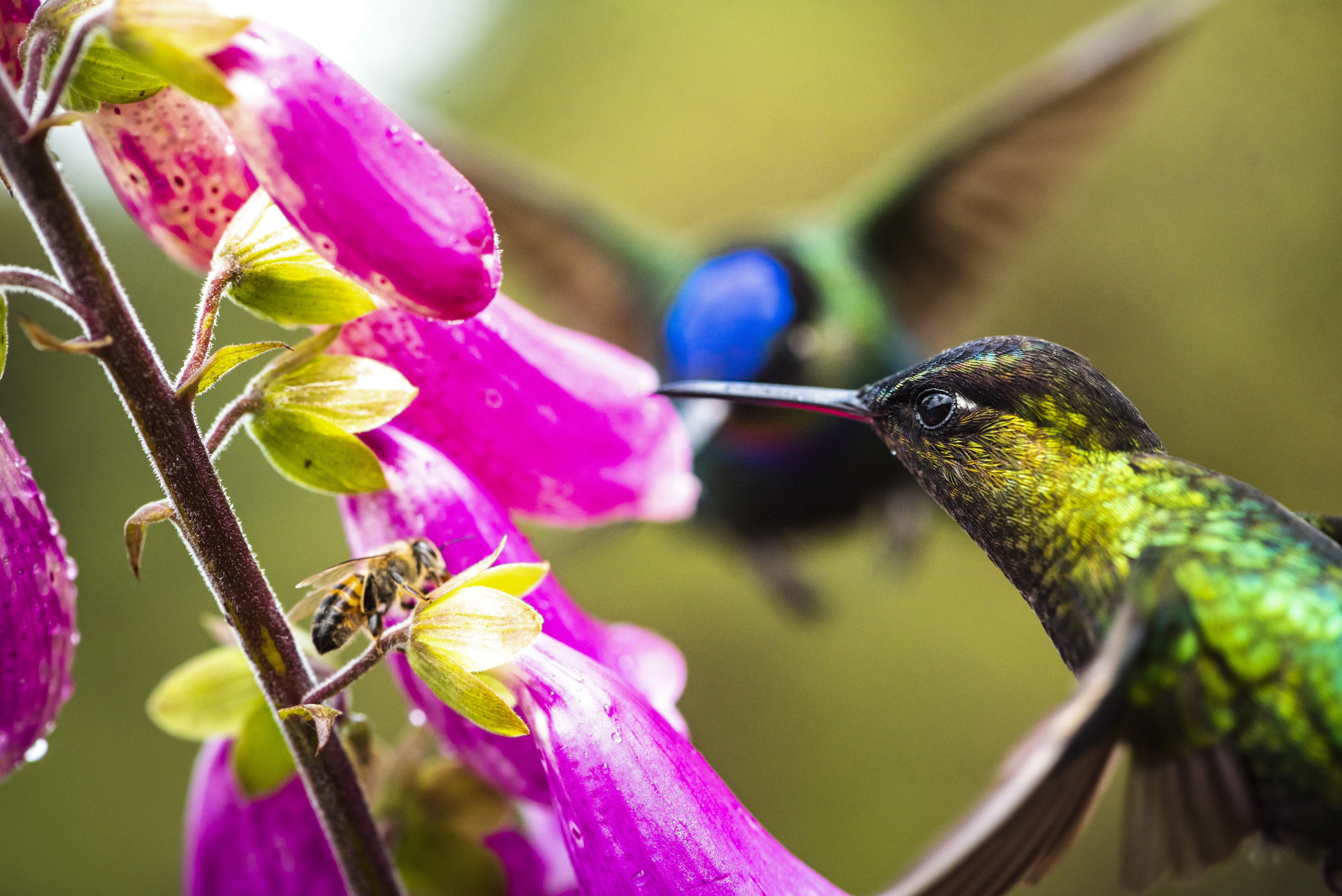Enjoy the exotic flora and fauna of Hawaii such as the hummingbird