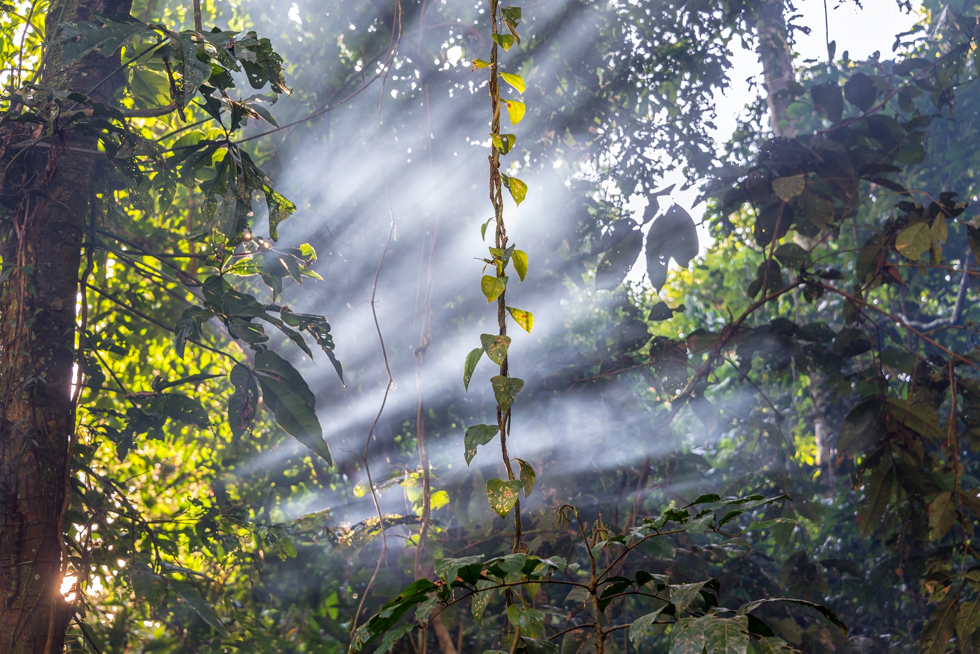 The Amazon Rain Forest