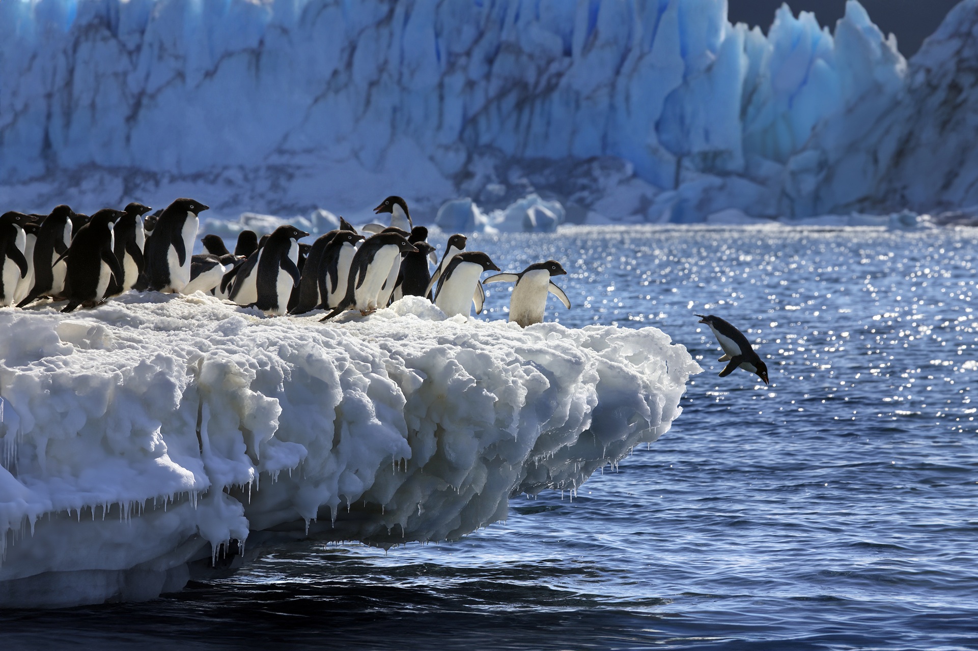 Antarctica Colony of Adelie Penguins