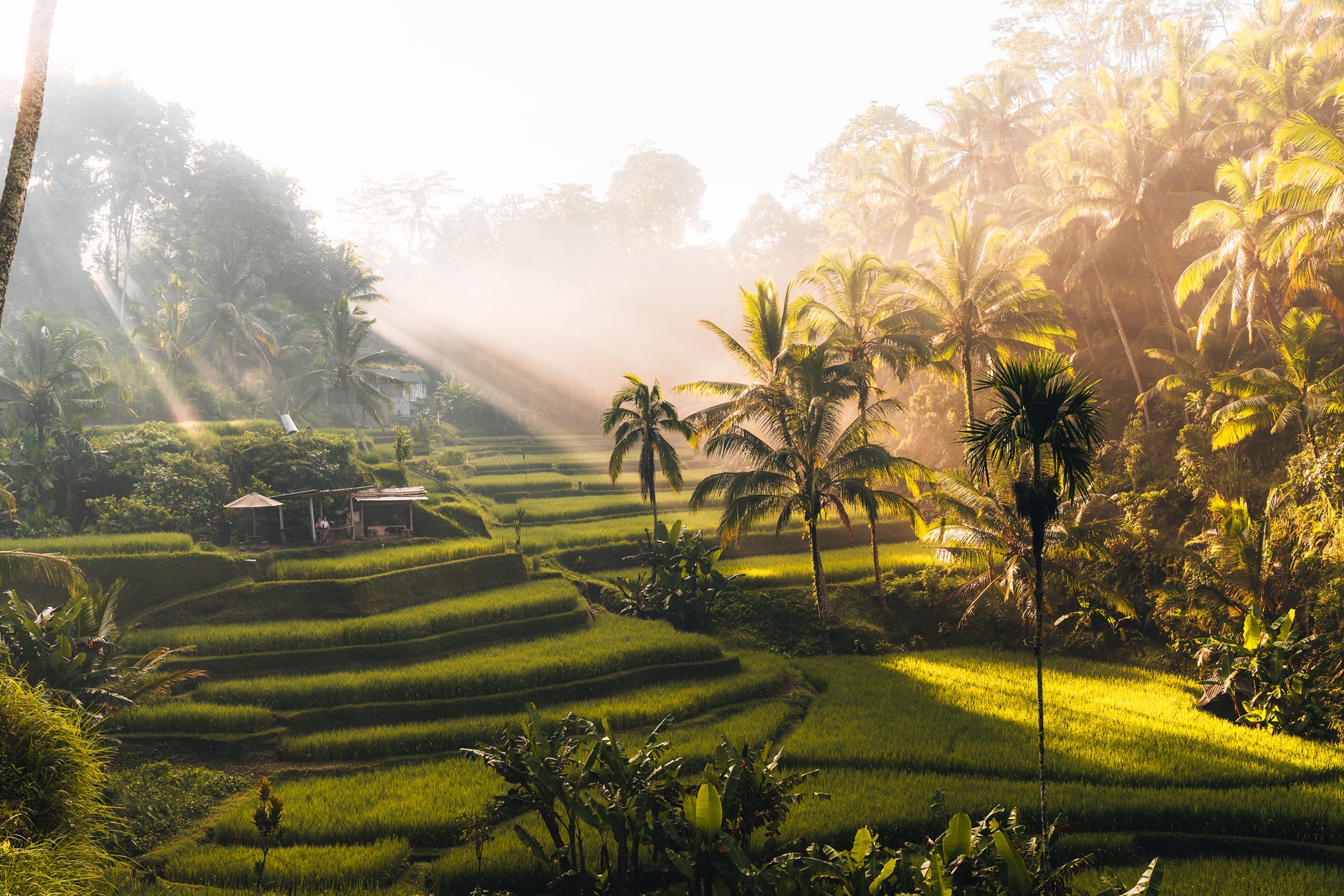 Bali morning-view-of-tegallalang-rice-fields-terraces