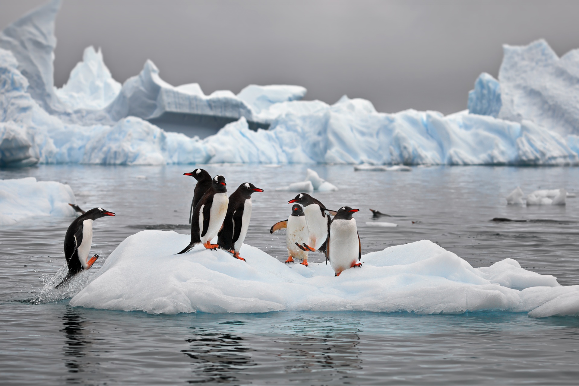 Gentoo Penguins on an iceberg in the sea