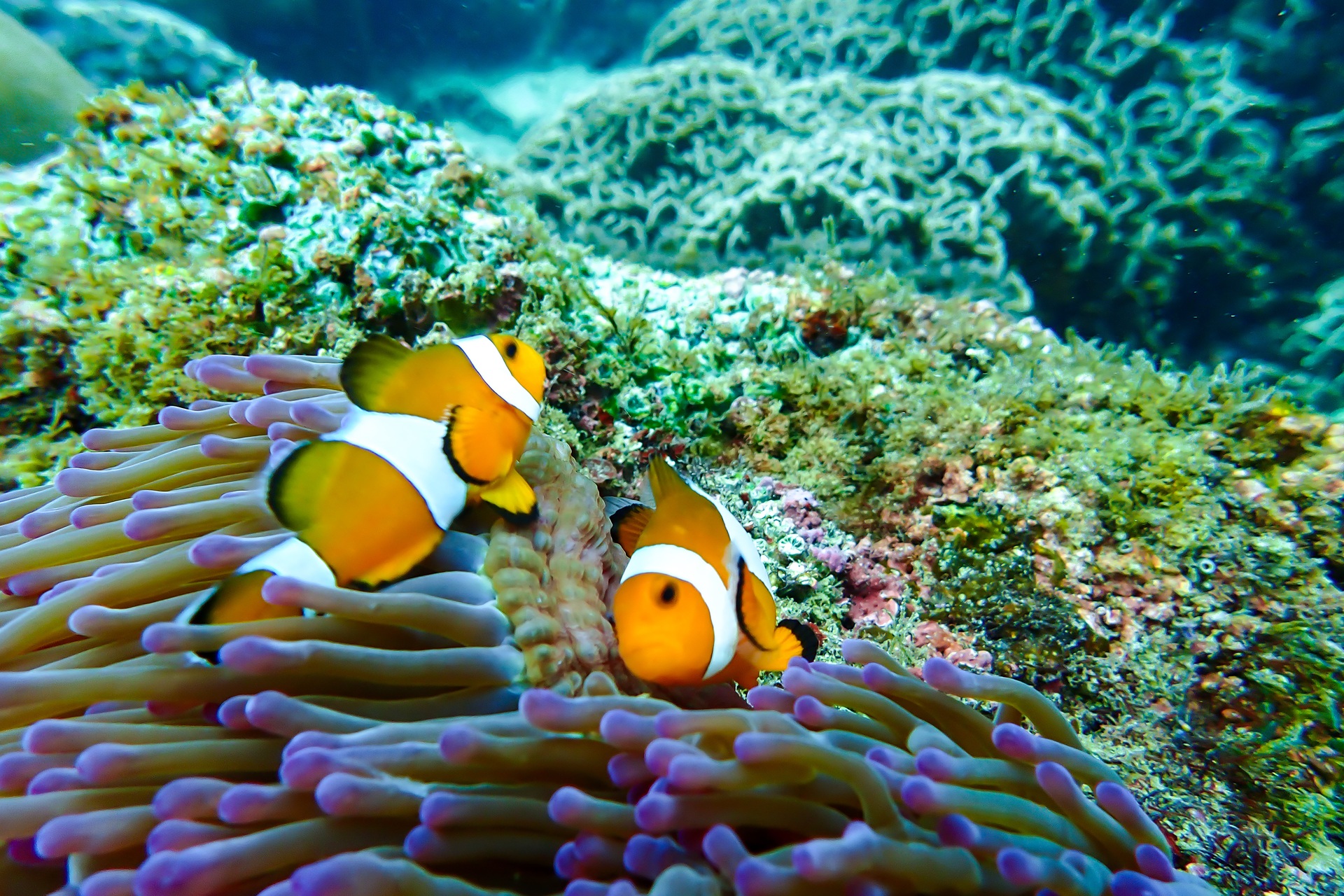 Clown Fish on a Coral reef