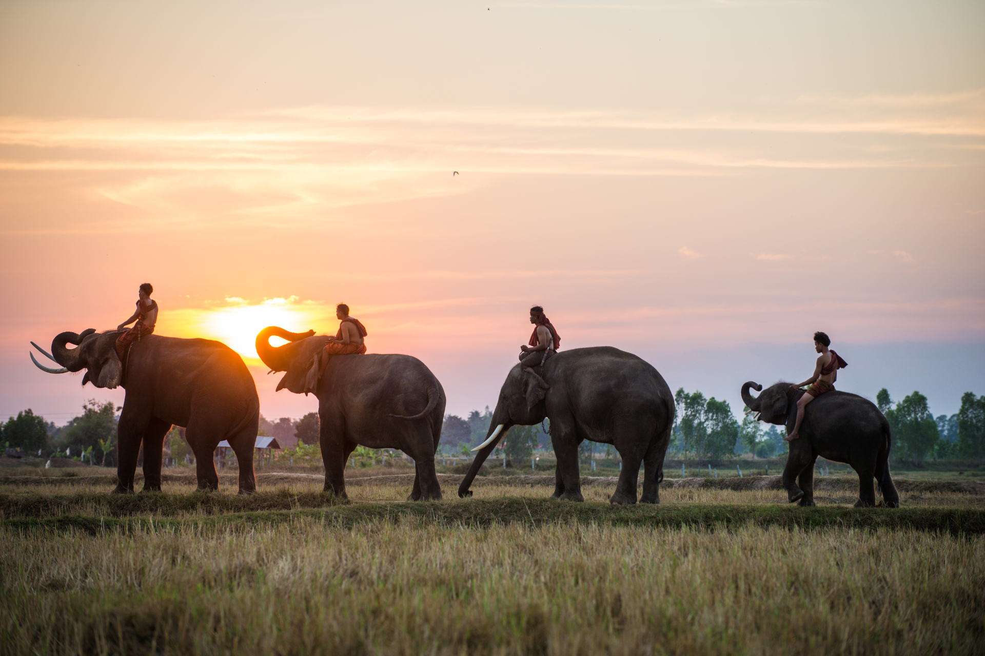 Thai Elephants at Sunrise