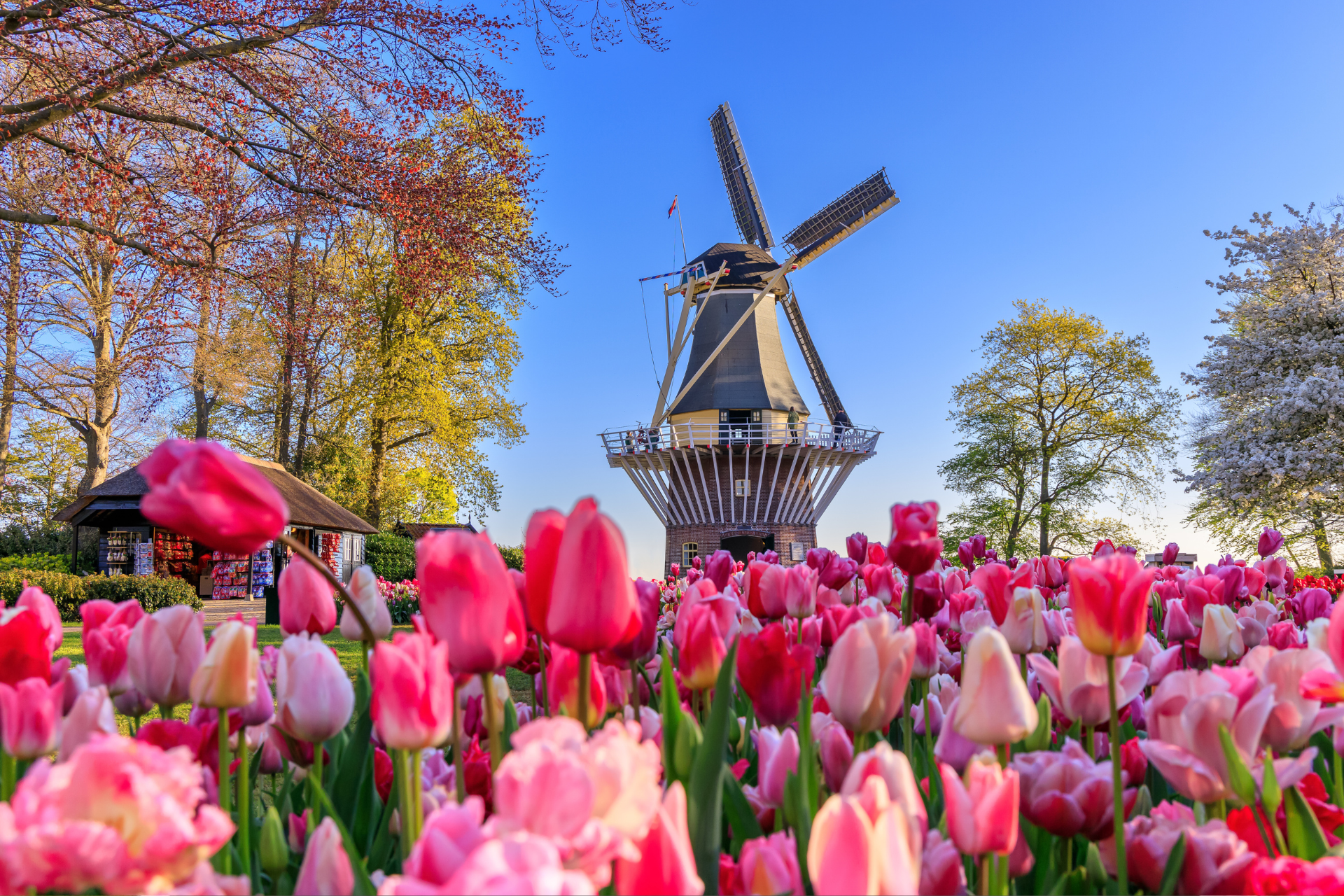 Tulips and Windmills in The Netherlands