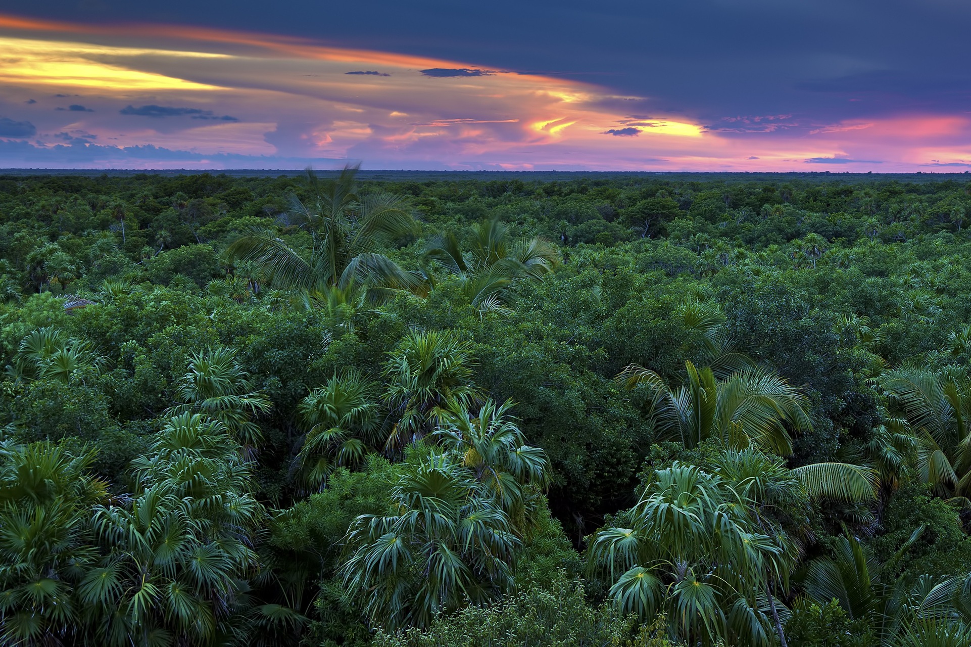The Amazon Jungle Canopy