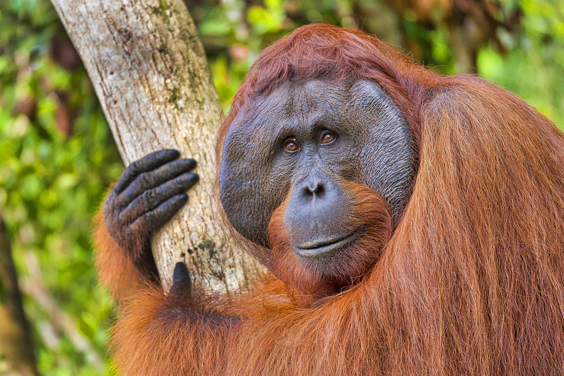 Orangutan