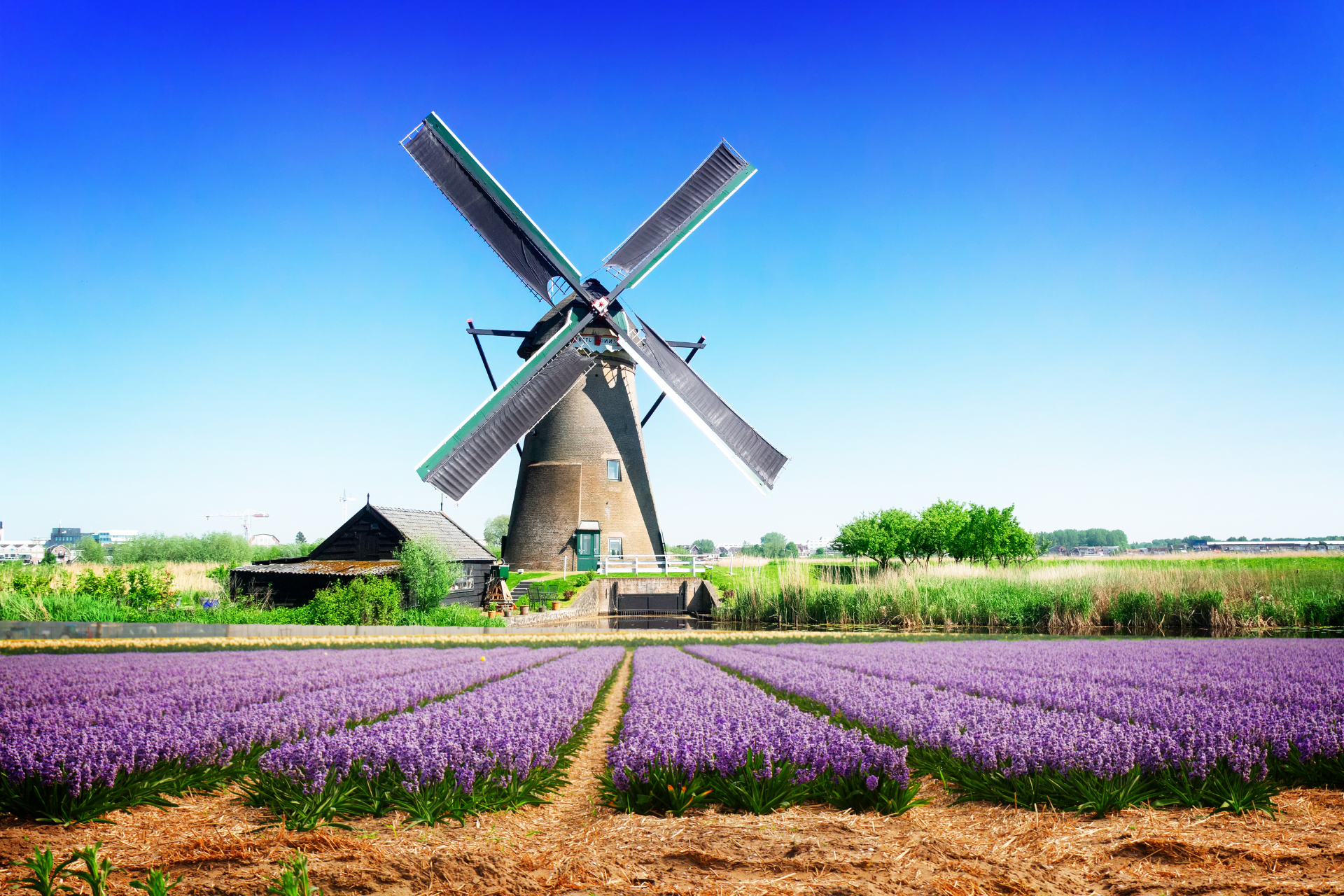 Windmill and Tulips in The Netherlands