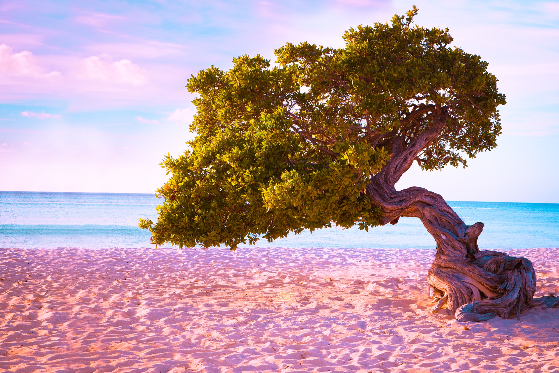 Aruba Divi Diva tree on white sand beach