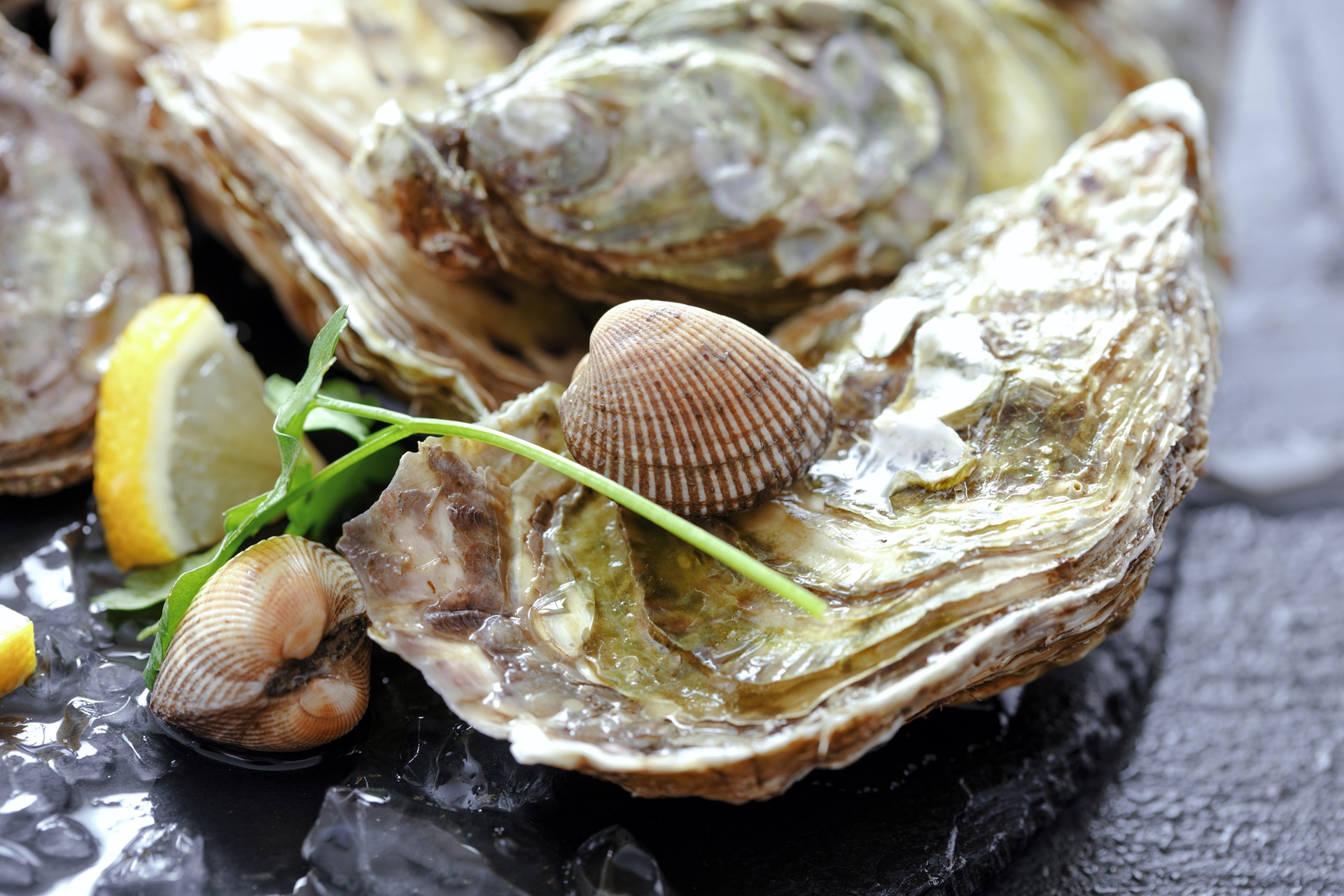 Medoc Oyster tasting