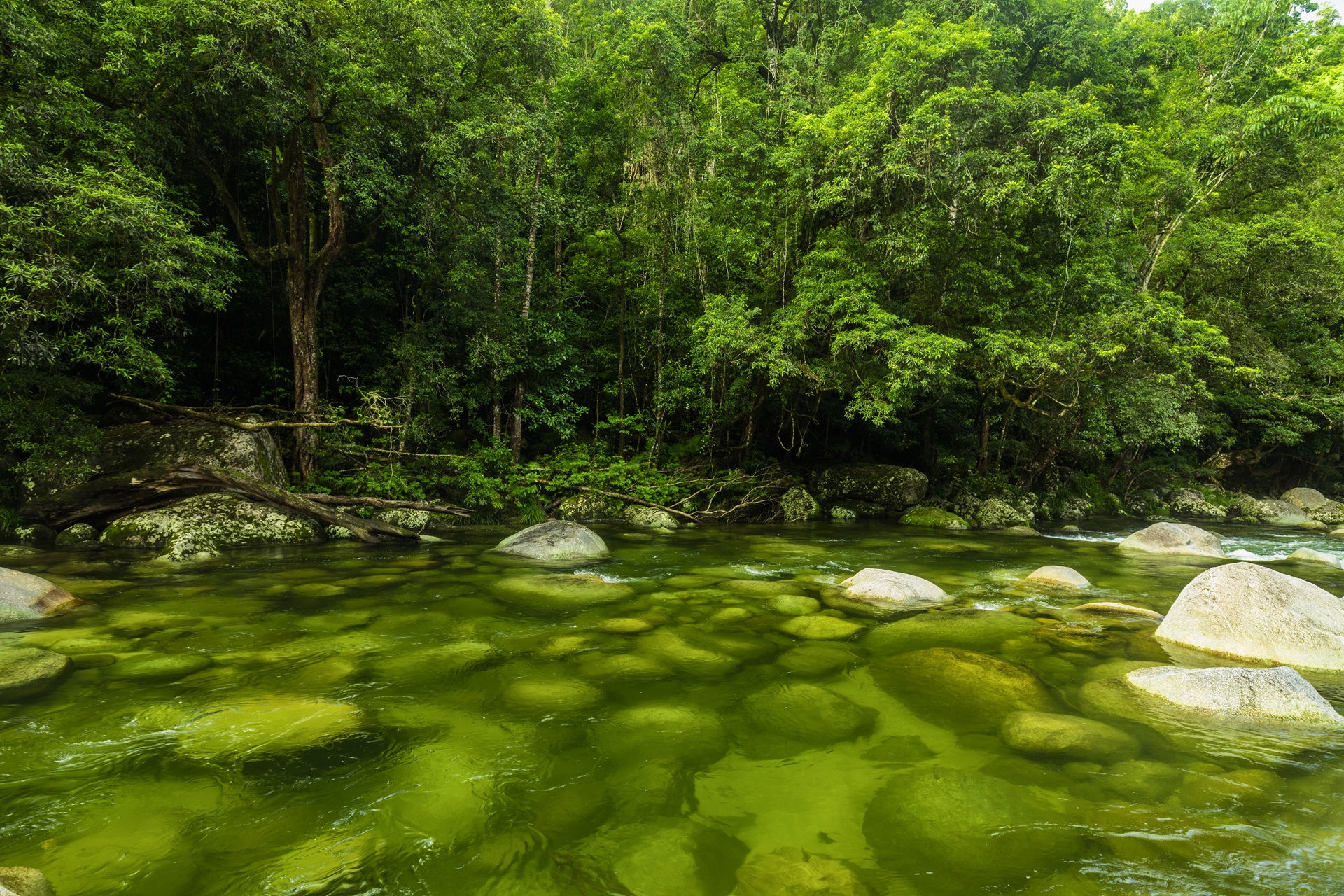 Australia mossman-gorge-river-in-daintree-national-park
