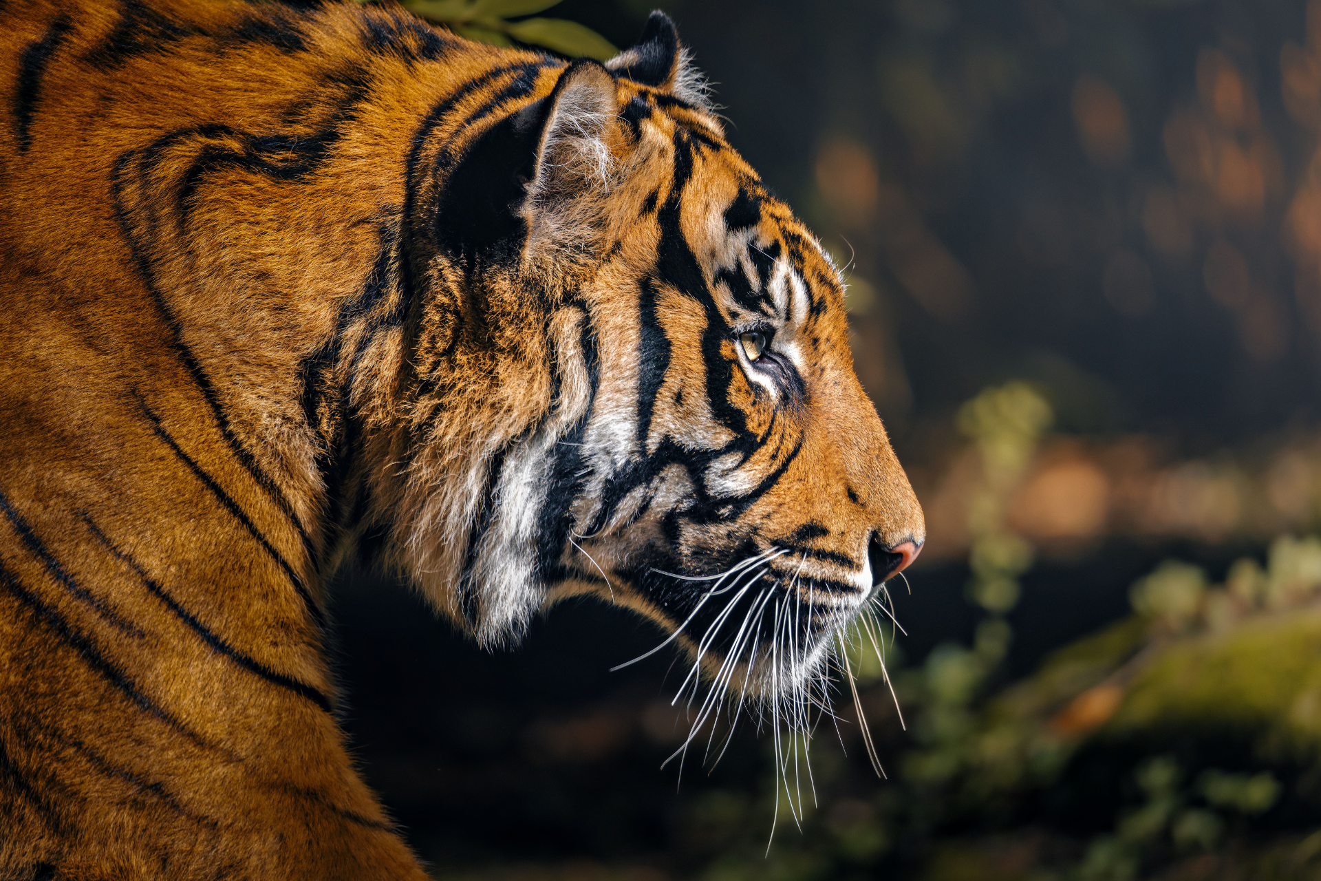 Tiger in Ranthambore India