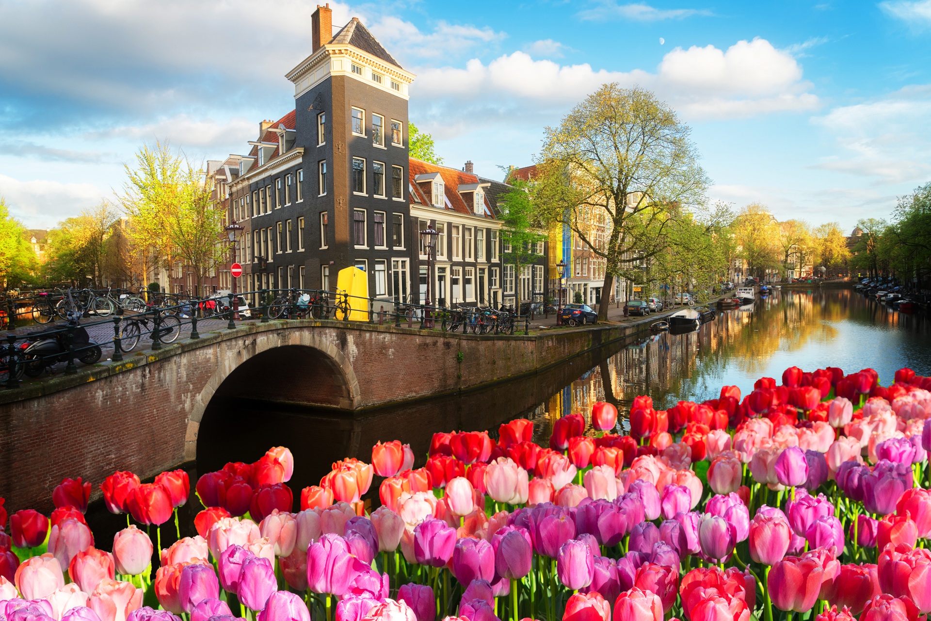 Amsterdam and Tulips