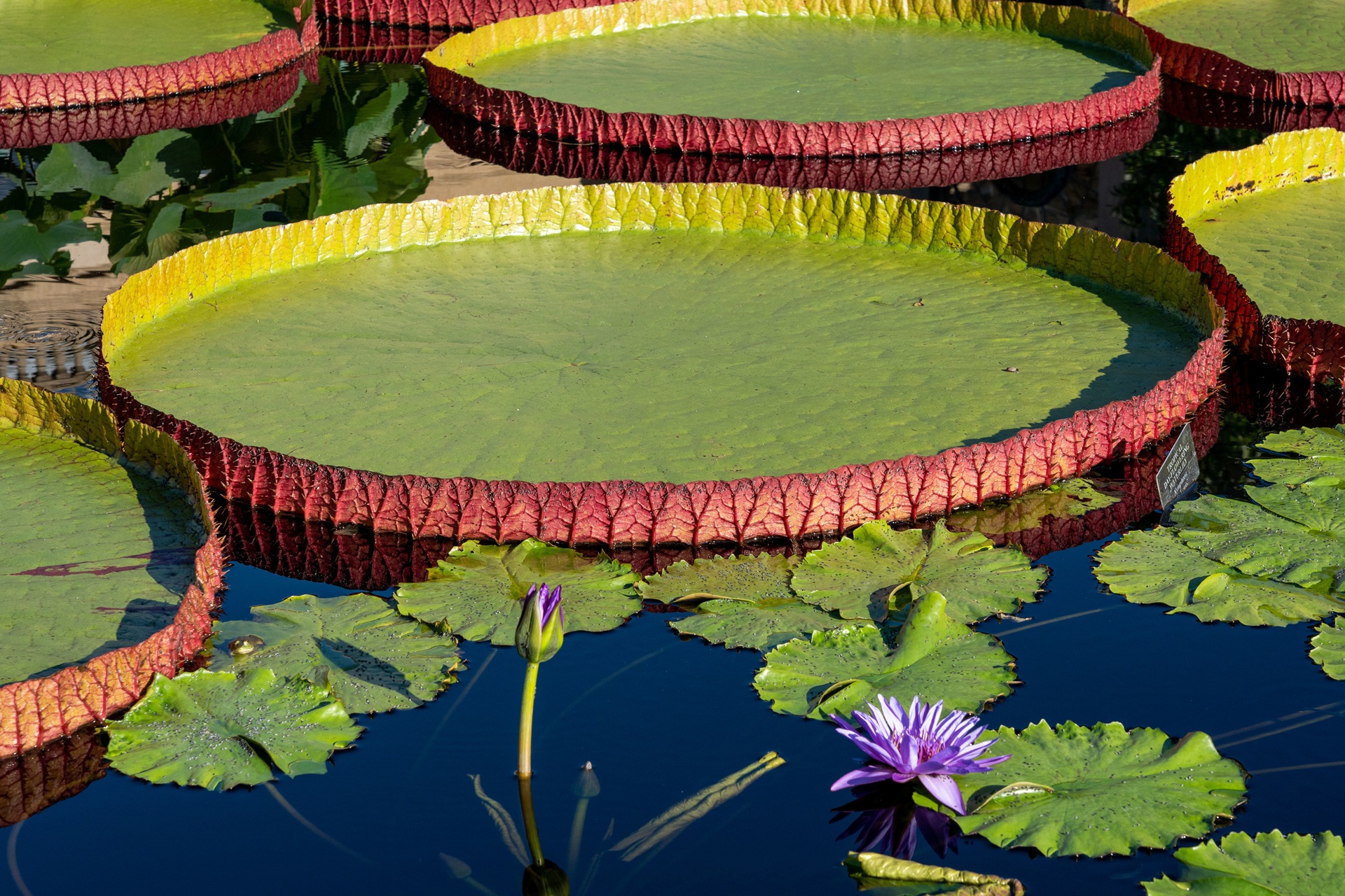 Giant Amazon Lily Pads