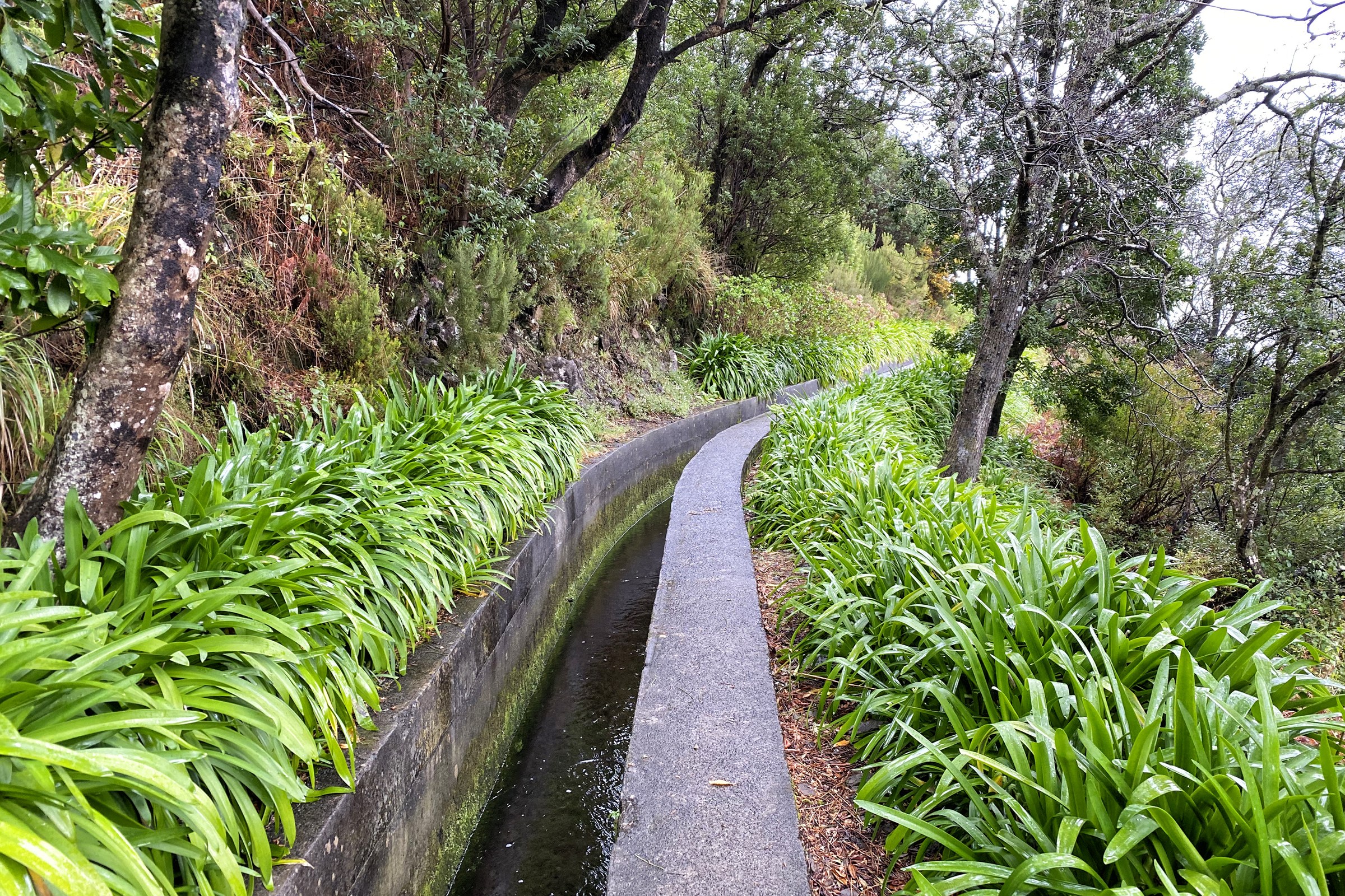 A narrow stone water channel and path running through woodland, lined with green agapanthus leaves