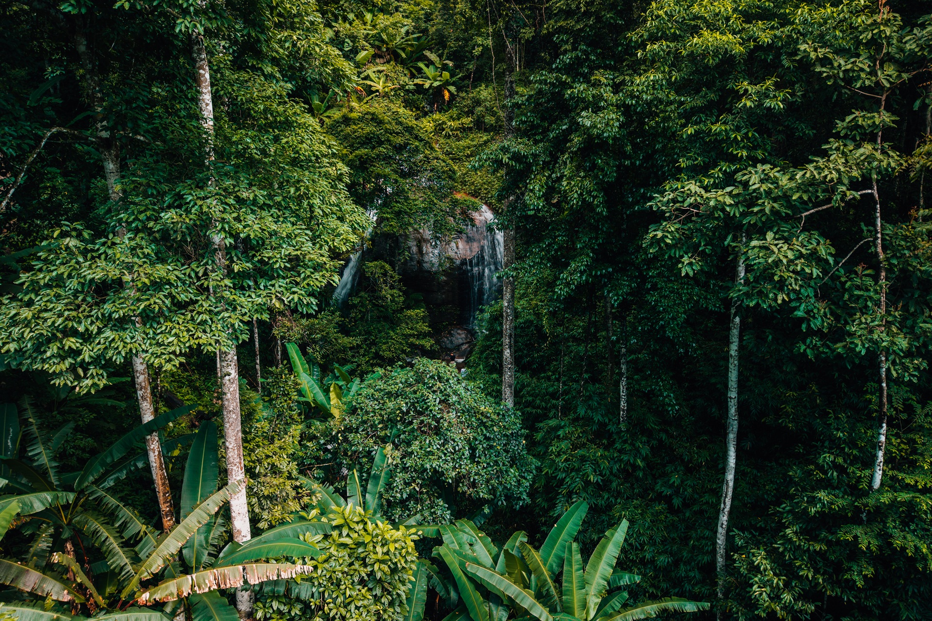 Borneo Jungle