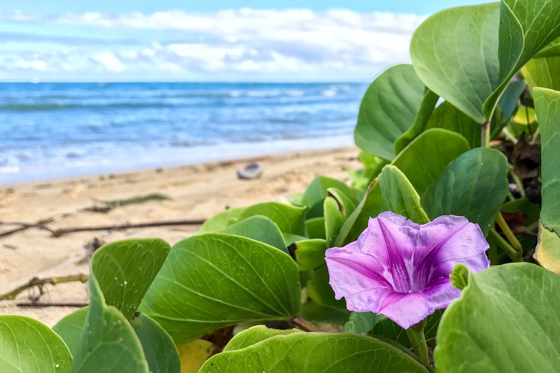 Hawaiian Morning Glory flower on the beach