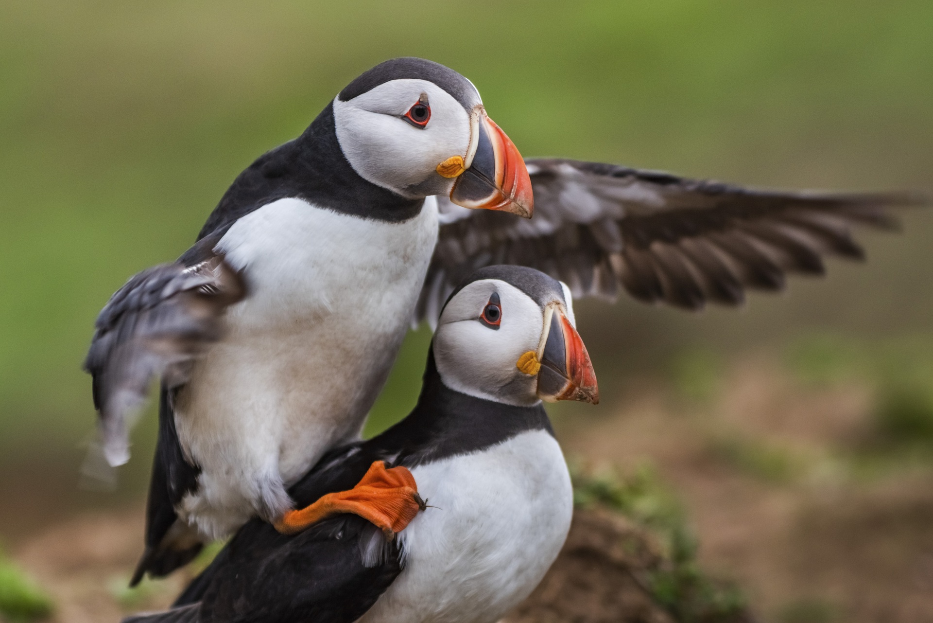 Puffins
