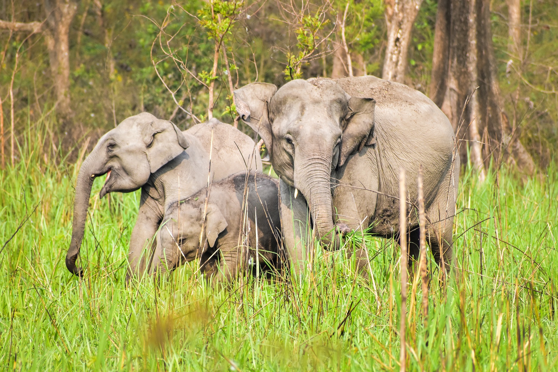 Chitwan national Park elephants