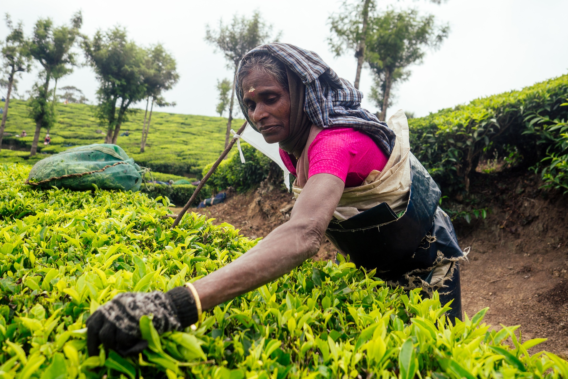Indian tea Plantation worker at Munnar
