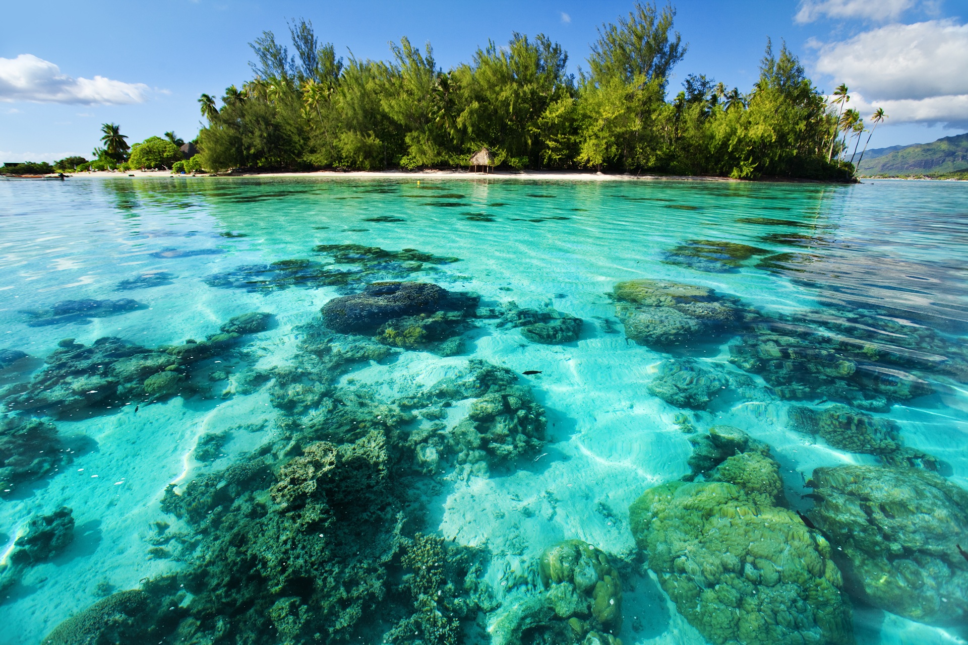 Explore underwater coral reefs