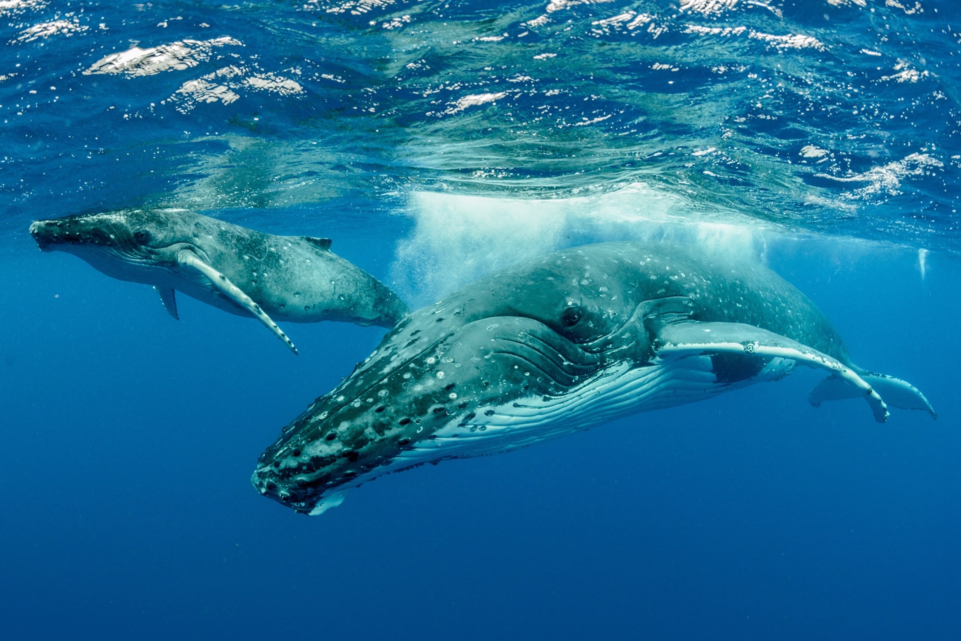 whale watching