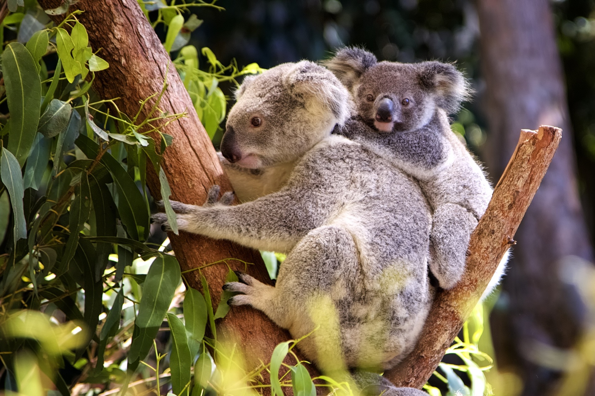 Koala bears