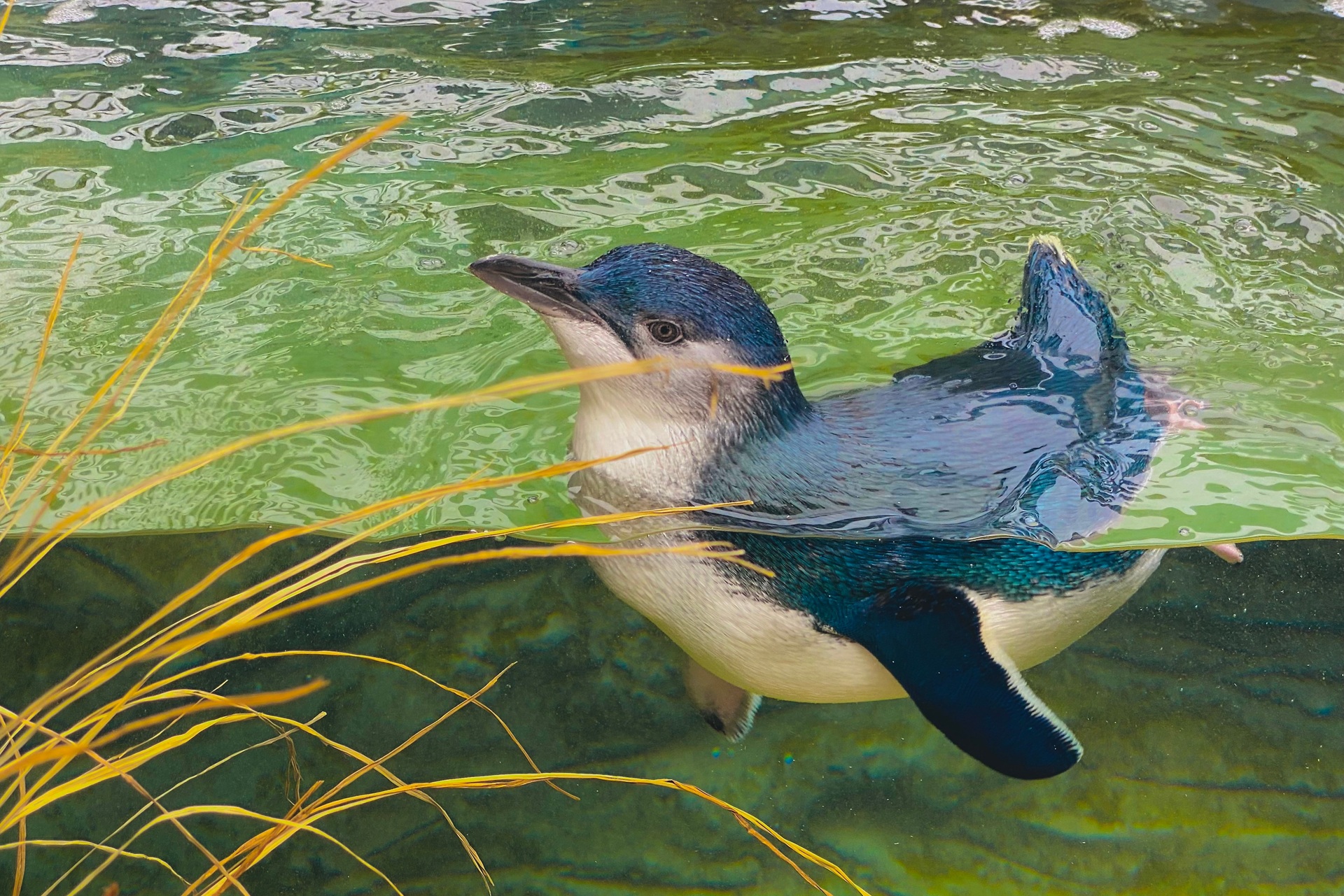 Phillip Island penguin