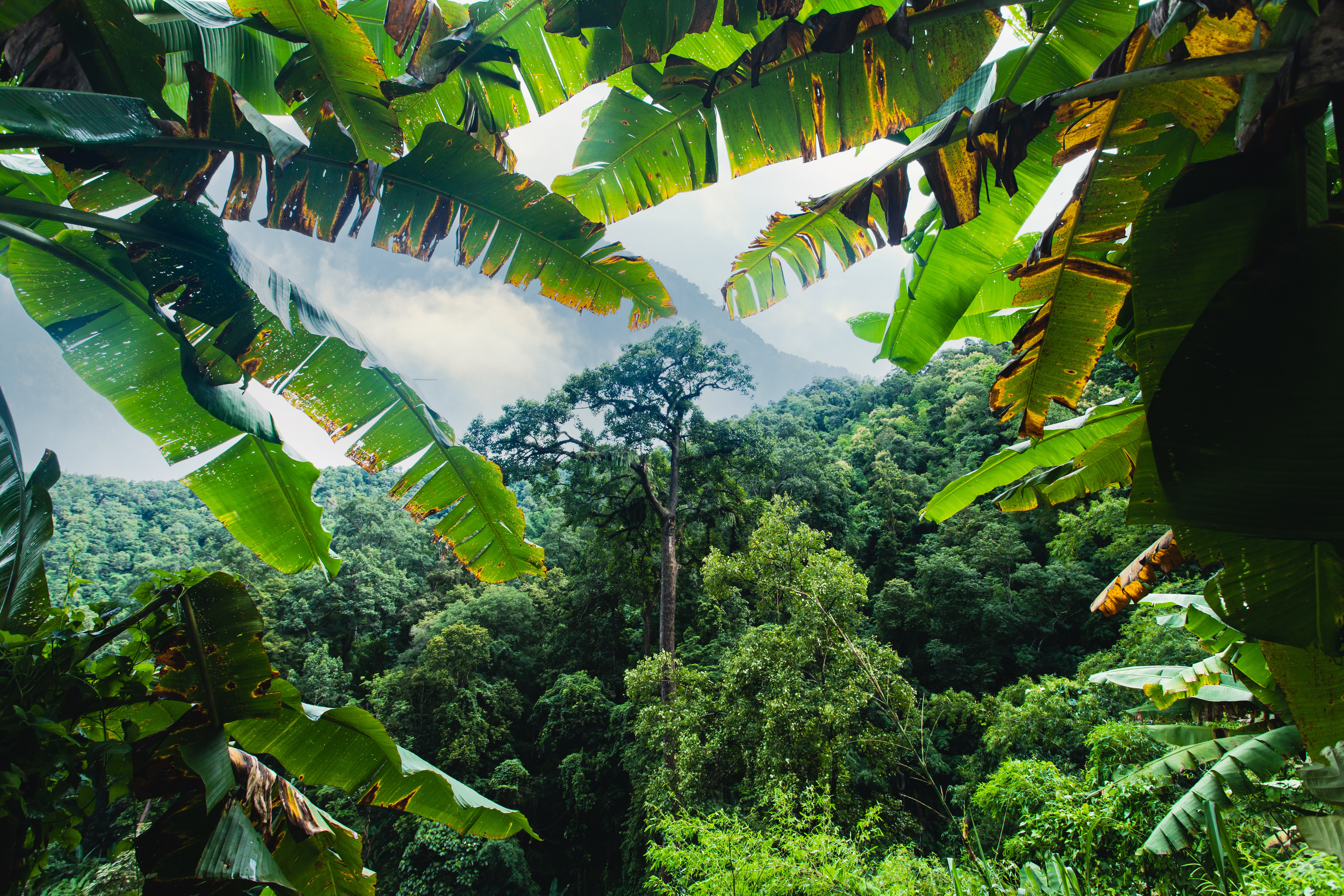 St Lucia tropical forest